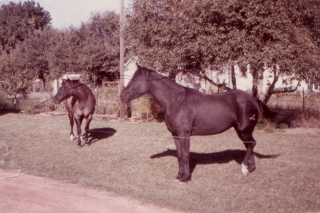 Eric's and Gina's Ponies