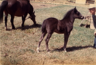 Eric's Pony