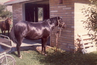 Eric's Horse c 1973