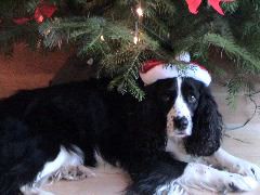Mollie under the tree